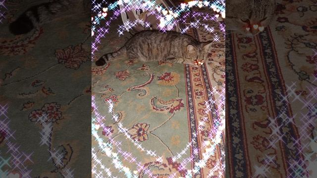 моя кошка баст лежит на кровати смотреть онлайн