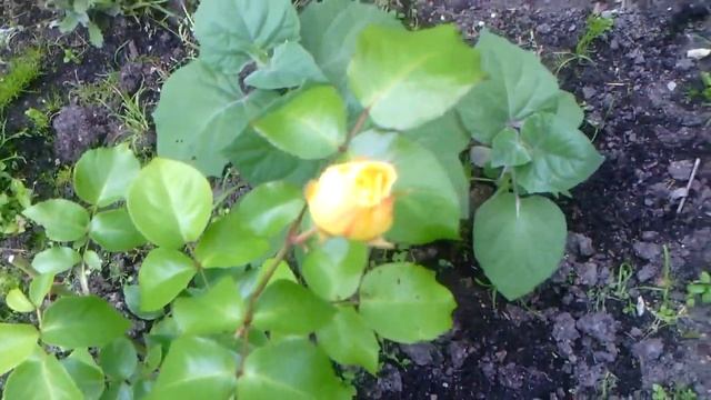 Цветочный рай смотреть онлайн