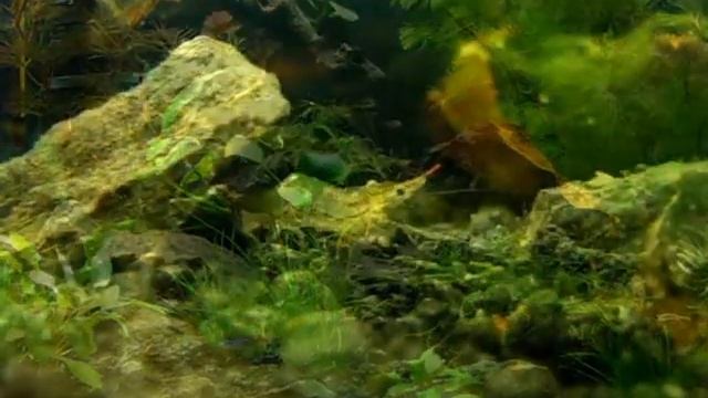 креветочник 20 л. часть 4.avi смотреть онлайн