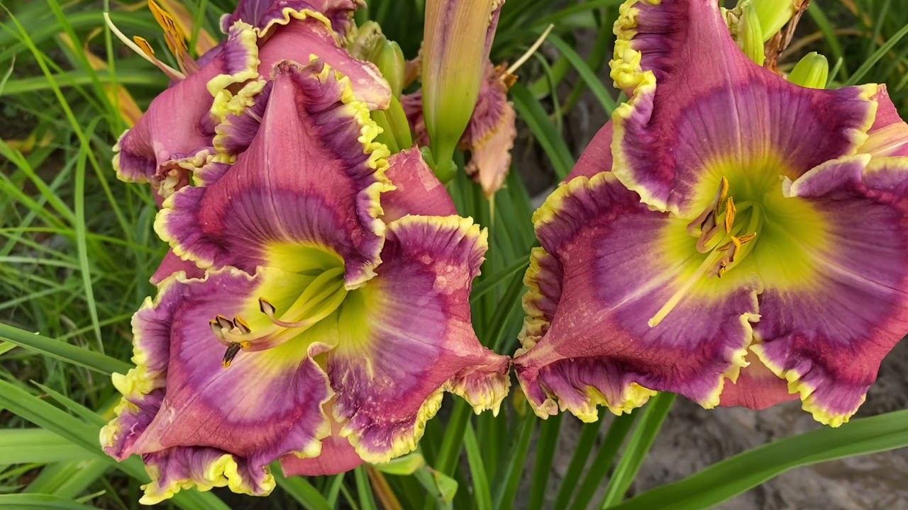 Lewis Daylily Garden 7-15-21 смотреть онлайн