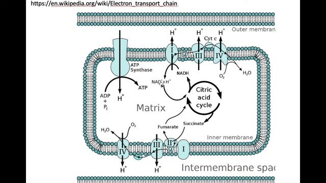Cell biology | The electron transport chain explained смотреть онлайн