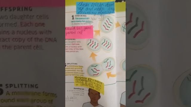 how cell multiply .....mitosis смотреть онлайн