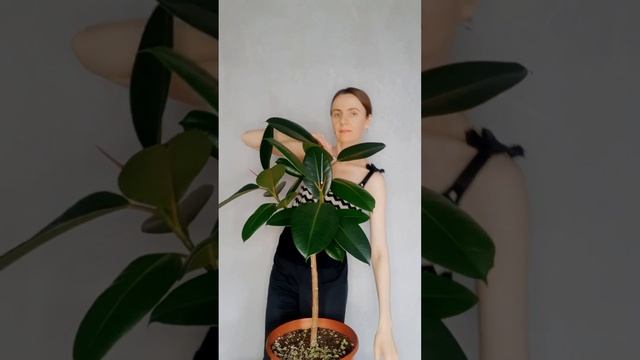 Мой секрет формирования штамба фикуса эластика! #фикус смотреть онлайн