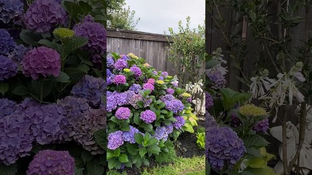 Hydrangea Macrophylla (Mop Head Big Leaf) After Deadhead - August 13 смотреть онлайн