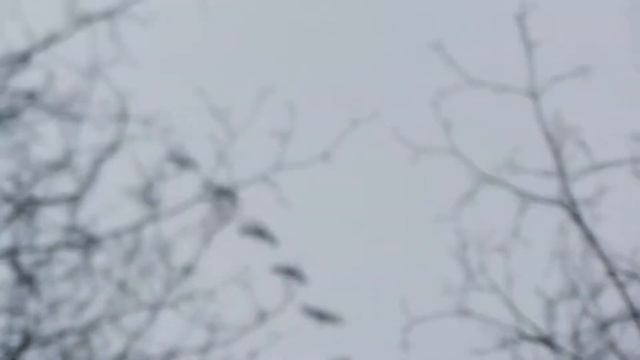 Гуси летят домой. смотреть онлайн