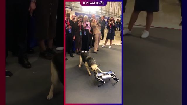 Пушистый эксперт от Росгвардии проверил на прочность робопса в Сочи смотреть онлайн