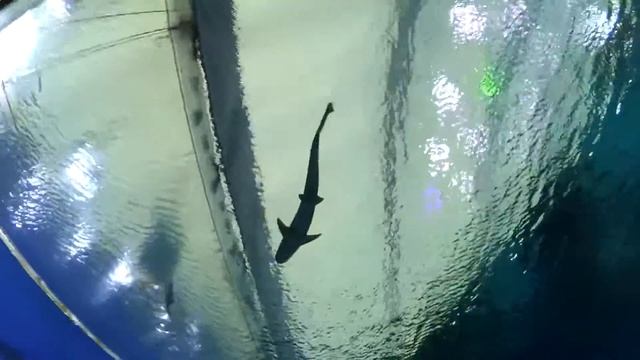 Эилат океанариум смотреть онлайн