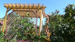 6 соток в середине августа 2019 год