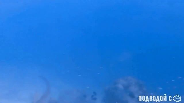 Мальдивы. Пробное погружение и сразу в стаю акул на Алимата Джетти смотреть онлайн
