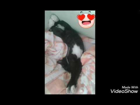 Мяу мяу котики в перёд смотреть онлайн