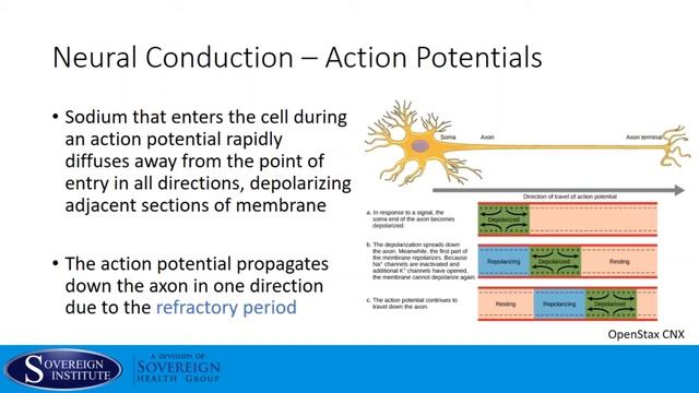 Introduction to the Brain_ Physiology and Pharmacology - Andrew B. Thompson Ph.D. смотреть онлайн