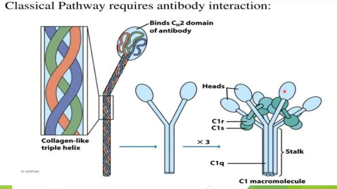 Complement system смотреть онлайн