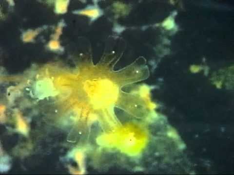 Budding & strobilation(4) смотреть онлайн