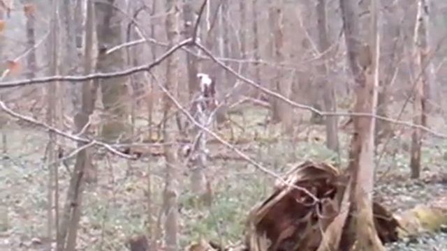 лось. Встреча с Сохатым. Elk. Meeting with Sohat. смотреть онлайн