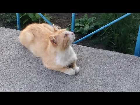 Natali-live. Рыжий и мохнатый на кошке женатый. смотреть онлайн