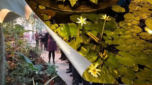 В ботаническом саду смотреть онлайн