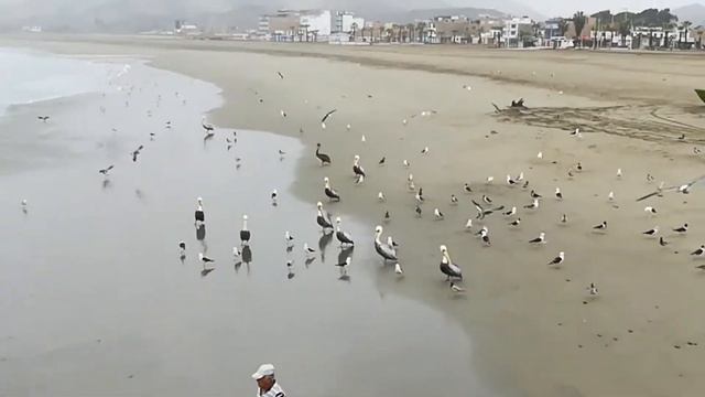 VISTA DE LA PLAYA DE CERRO AZUL.. CAÑETE PERÚ 11/08/18 смотреть онлайн