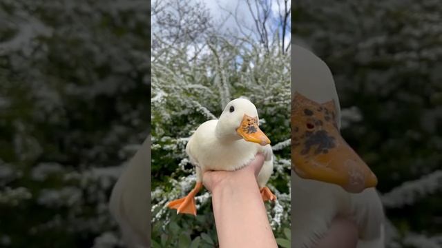 🦢🦆🦢🦢🦢☘🌿🦢🐦#short #videoshort #youtube #youtubevideoviral #trending смотреть онлайн