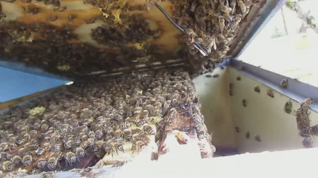 пчеловодство на ячейке 4,9 мм - часть 68, первое расширение и подстановка магазина 20.05.2024 смотреть онлайн