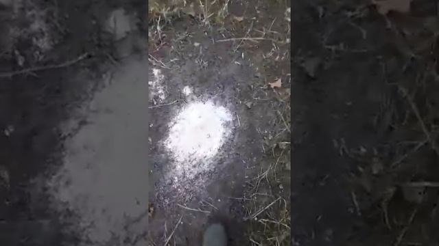 Павловния однолетняя в зиму - важные мелочи спасут ваше деревце! смотреть онлайн