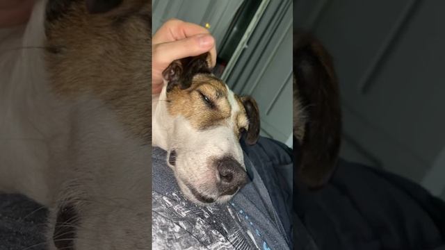 Собака друг человека #shorts смотреть онлайн