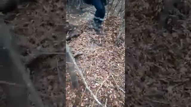 медведь чуть не порвал охотника жесть смотреть онлайн