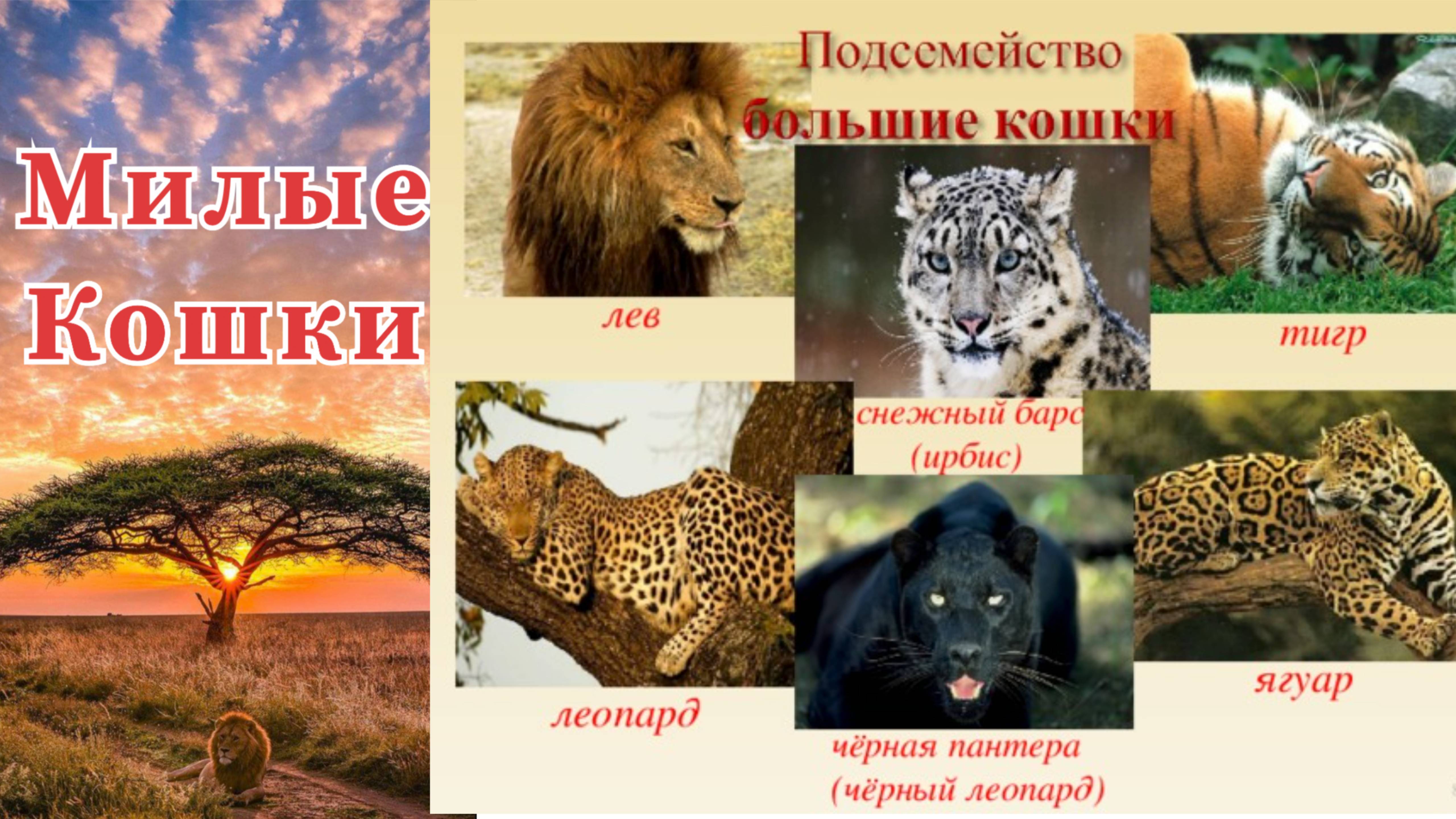 Милые кошки ⬛   Подборка семейства кошачьих: Лев тигр пантера леопард рысь пума гепард
