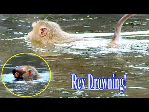 MILLION PITY BABY REX GOT DROWNING BY MOM ROSE SWIMMING IN DEEP WATER смотреть онлайн