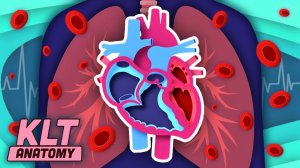 I am YOUR Heart | The Human Heart Song | KLT Anatomy