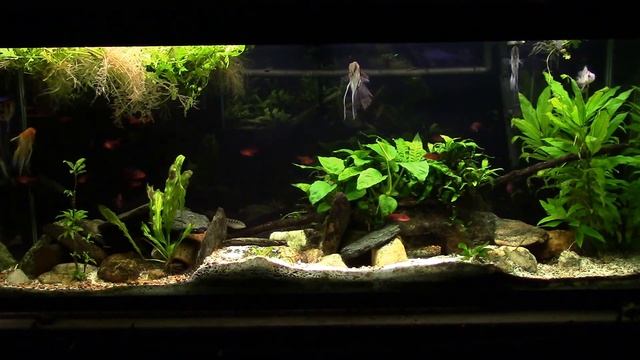 How Large Water Changes Can Kill Your Fish: A look at pH смотреть онлайн