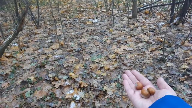 22 ноября 2020 г. смотреть онлайн
