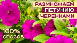ПРОСТО и БЫСТРО размножаем ПЕТУНИЮ. Размножение петуний ЧЕРЕНКАМИ.