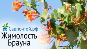 Жимолость Брауна «Дропмор Скарлет»  - зимостойкая лиана с оригинальными цветами