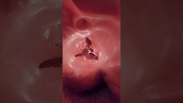 The Gatekeeper of the Heart: The Tricuspid Valve #anatomy #3dmodel #meded смотреть онлайн