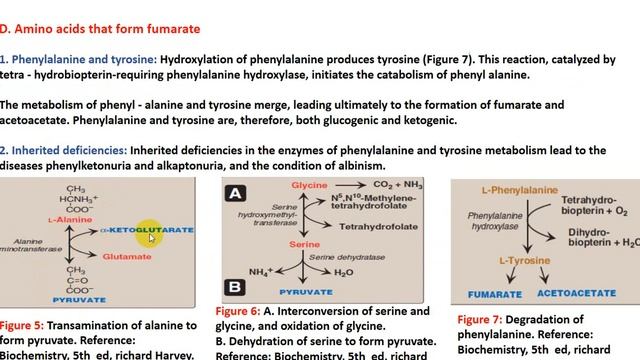 Amino acids metabolism смотреть онлайн