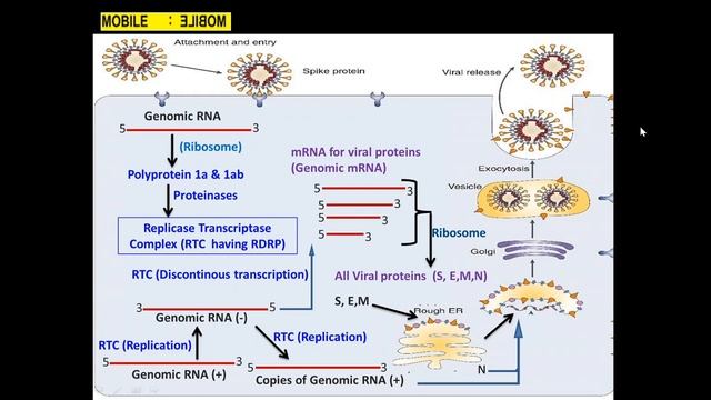 Coronavirus And It's Genetics Simplified смотреть онлайн