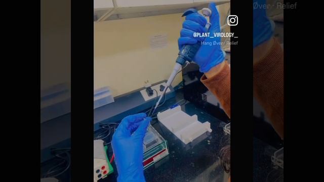 Agarose Gel Electrophoresis смотреть онлайн