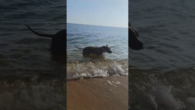 рэкс на море смотреть онлайн