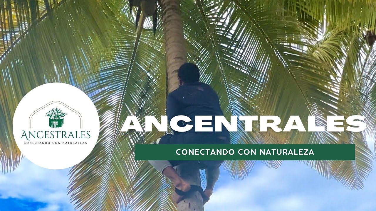 Recorrido educativo sobre flora, fauna y técnicas ancestrales 🛖 @AncestralesPR смотреть онлайн
