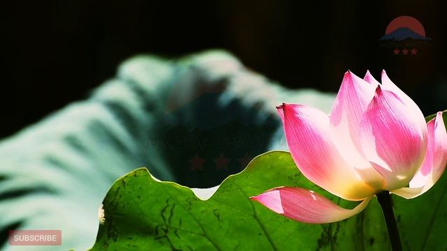 #Lotus #Flower Lotus Flower Video | Lotus Blossoms | Natural Beautiful Vlog смотреть онлайн