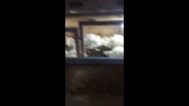 Бройлер в клетке на несменяемой подстилке смотреть онлайн