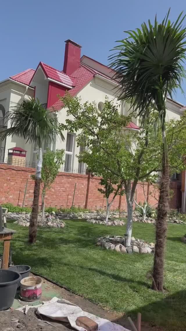 Посадили ПАЛЬМУ трахикарпус в Астрахани #пальма #трахикарпус