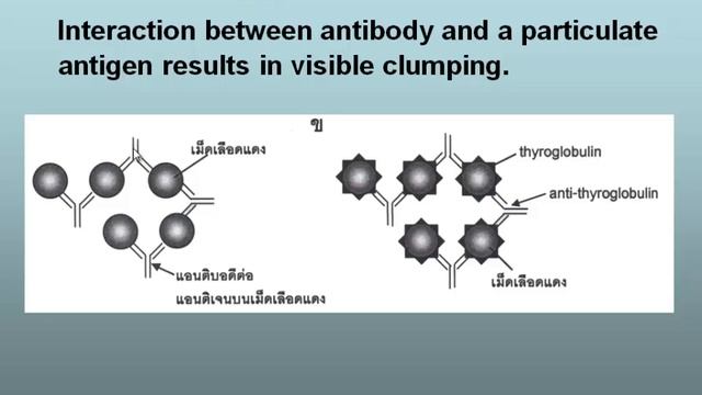 NL6 Immunology 7-2-14 смотреть онлайн