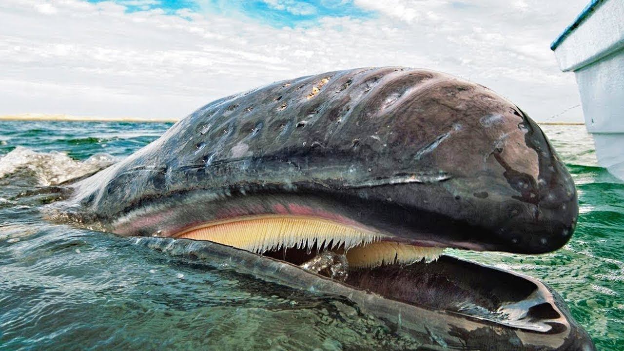 10 Whales You Wont Believe Actually Exist