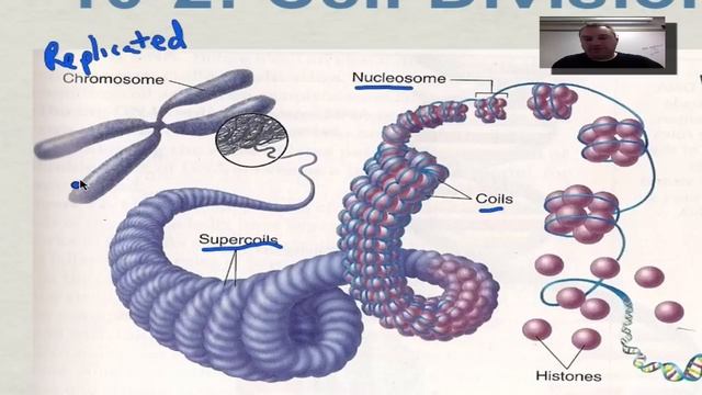 Chapter 10 Part 3 - Eukaryotic Chromosomes смотреть онлайн