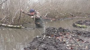 Капканы на бобра. Удача.