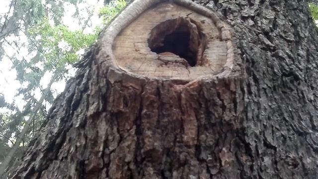 белка лазит за едой 18.6.2017 смотреть онлайн