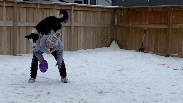 Disc Dog Tricks смотреть онлайн