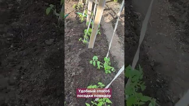 Как рационально посадить помидоры? смотреть онлайн