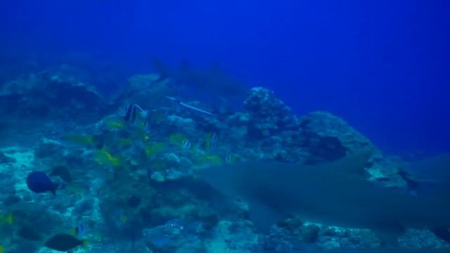 Diving with Lemon sharks French Polynesia Bora Bora смотреть онлайн